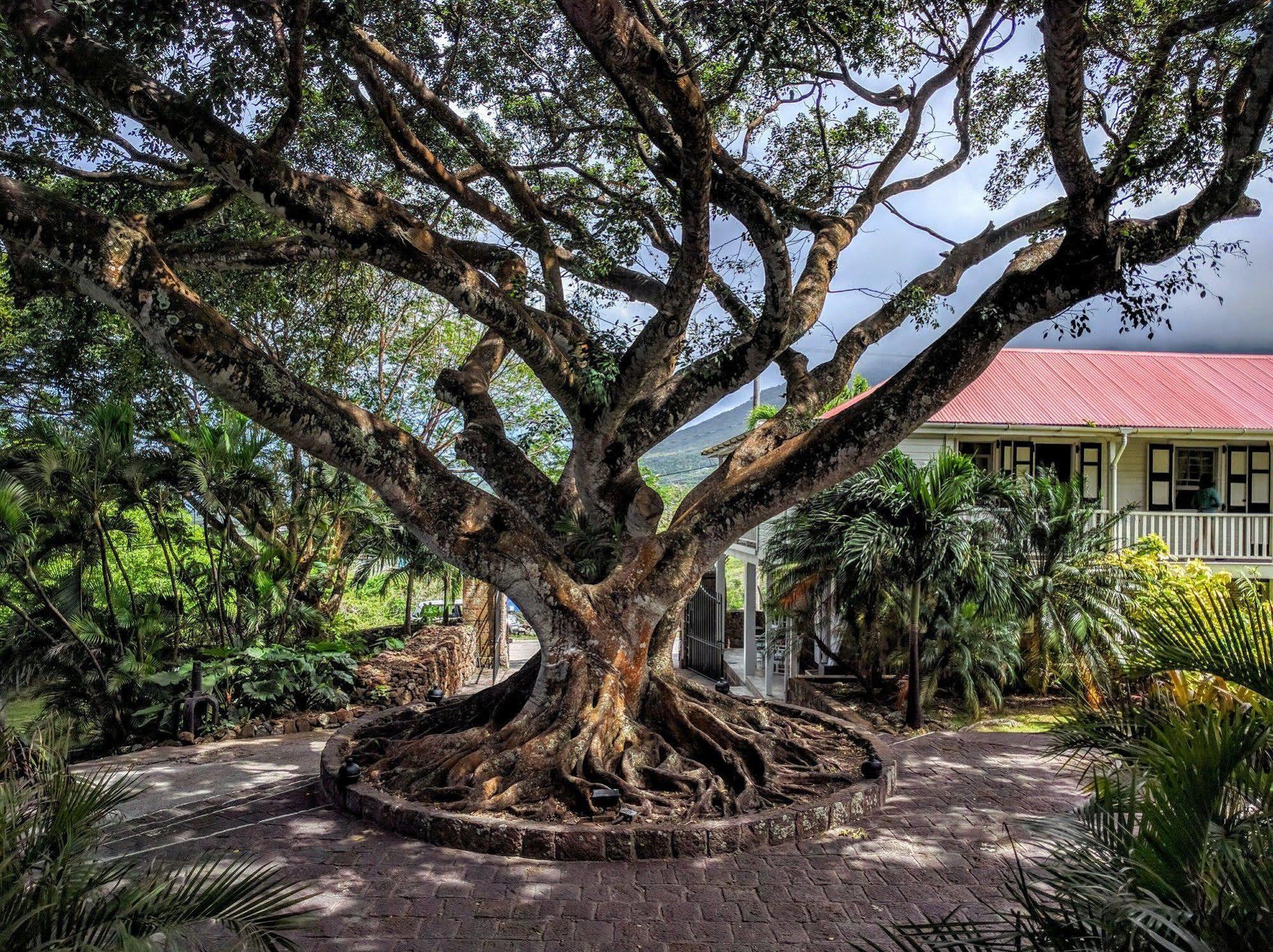 Montpelier Plantation & Beach Charlestown Buitenkant foto